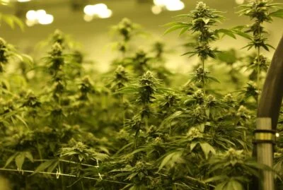 Cannabis growing and production facility industrial flooring solutions